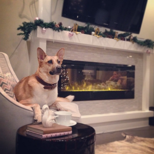 Dog, Christmas Decorations