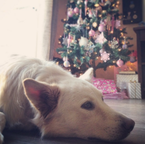 Dog, Christmas Tree