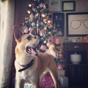 Dog, Christmas Tree